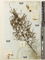 Type of Moschosma riparia Hochst. [family LAMIACEAE]