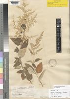 Isotype of Iresine orientalis G.L.Nesom [family AMARANTHACEAE]