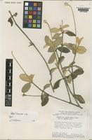 Pfaffia townsendii T.M.Pedersen [family AMARANTHACEAE]