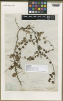 Type of Dischidia wallichii Wight [family ASCLEPIADACEAE]