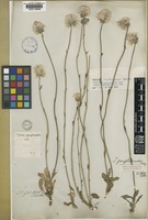 Ptilotus indivisus Benl [family AMARANTHACEAE]