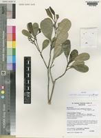 Isotype of Ivodea choungiensis Labat, M.Pignal & O.Pascal [family RUTACEAE]
