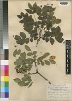 Zanthoxylum capense (Thunb.) Harv. [family RUTACEAE]