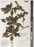 Holotype of Pavetta subumbellata Bremek. var. subcoriacea Bridson [family RUBIACEAE]