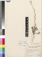 Syntype of Brassica pachypoda Thell. var. leiocarpum Schulz [family CRUCIFERAE]