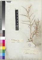 Type of Sisymbrium rigidulum Decne. [family CRUCIFERAE]