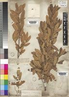 Kiggelaria africana L. [family FLACOURTIACEAE]