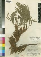 Isotype of Elephantorrhiza praetermissa J.H.Ross [family LEGUMINOSAE-MIMOSOIDEAE]