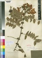 Syntype of Cassia petersiana Bolle var. tomentosa Baker f. [family LEGUMINOSAE-CAESALPINIOIDEAE]