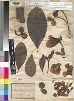 Lectotype of Voacanga obtusa K.Schum. [family APOCYNACEAE]