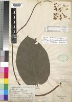 Holotype of Chlorocodon whiteii Hook.f. [family ASCLEPIADACEAE]