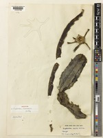 Holotype of Euphorbia tanaensis P.R.O.Bally & S.Carter [family EUPHORBIACEAE]