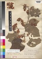 Dombeya burgessiae Gerr. ex Harv. & Sond. [family STERCULIACEAE]