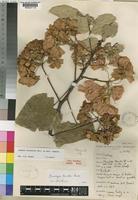 Dombeya burgessiae Gerrard ex Harv. [family STERCULIACEAE]