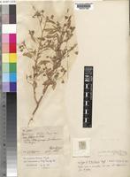 Isotype of Hermannia teitensis Engl. [family STERCULIACEAE]