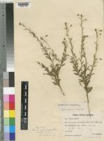 Hermannia kirkii Mast. [family STERCULIACEAE]