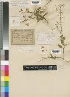 Hermannia amabilis Marloth ex K.Schum. [family STERCULIACEAE]