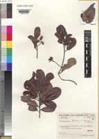 Isotype of Nesogordonia humbertii Capuron [family STERCULIACEAE]