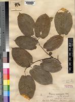 Type of Morus mesozygia Stapf ex A.Chev. [family MORACEAE]