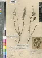 Holotype of Sericocomopsis grisea Suess. [family AMARANTHACEAE]