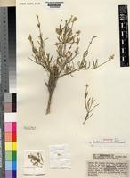 Holotype of Centemopsis sordida C.C.Towns. [family AMARANTHACEAE]
