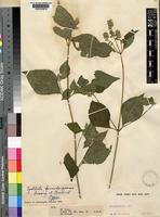 Type of Cyathula fernando-poensis Suess. & Friedrich [family AMARANTHACEAE]
