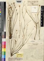 Holotype of Mechowia redactifolia C.C.Towns. [family AMARANTHACEAE]