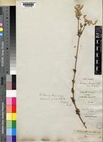 Isotype of Achyranthes avicularis E.Mey. ex Moq. [family AMARANTHACEAE]
