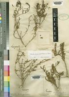 Isotype of Seidlitzia lowei Iljin [family CHENOPODIACEAE]