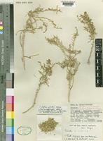 Isotype of Gyroptera gillettii Botsch. [family CHENOPODIACEAE]