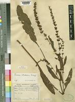 Rumex rhodesius Rech.f. [family POLYGONACEAE]