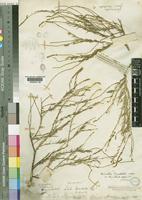 Lophiocarpus burchelii Hook. [family PHYTOLACCACEAE]