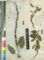 Phytolacca dodecandra L'Hér. [family PHYTOLACCACEAE]