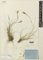 Isotype of Eulaliopsis sykesii Bor [family POACEAE]