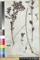 Type of Phyllanthus glaucus Wall. ex Müll.Arg. [family PHYLLANTHACEAE]