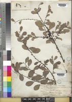Flueggea virosa (Roxb. ex Willd.) Royle subsp. virosa G.L.Webster [family PHYLLANTHACEAE]