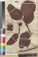 Type of Aporosa latifolia Moon ex Thwaites [family PHYLLANTHACEAE]
