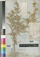Dicoma tomentosa Cass. [family COMPOSITAE]