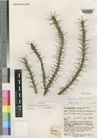 Holotype of Euphorbia pervittata S.Carter [family EUPHORBIACEAE]