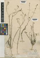 Linum obtusatum Boiss. [family LINACEAE]