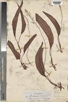 Type of Eriospermum kirkii Baker [family ERIOSPERMACEAE]