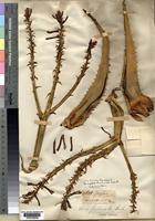Type of Aloe falcata Baker [family ALOACEAE]