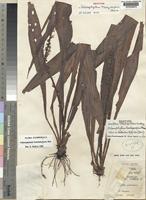 Isotype of Chlorophytum trachycarpum Oberm. [family ANTHERICACEAE]