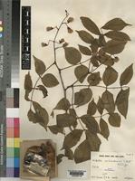Holotype of Millettia mossambicensis Gillett [family LEGUMINOSAE-PAPILIONOIDEAE]