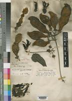 Syntype of Mucuna gigantea (Willd.) DC. subsp. quadrialata (Baker) Verdc. [family LEGUMINOSAE-PAPILIONOIDEAE]