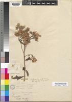 Vernonia glabra (steetz) Vatke [family COMPOSITAE]