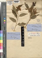 Isosyntype of Eucalyptus microcorys F.Muell. [family MYRTACEAE]