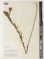 Type of Vernonia bainesii Oliv. & Hiern subsp. brassii Wild [family COMPOSITAE]