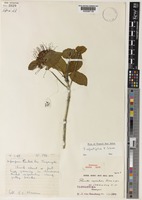 Holotype of Pavetta cephalotes Bremek. [family RUBIACEAE]