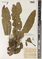 Holotype of Pavetta pocsii Bridson [family RUBIACEAE]